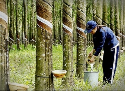 9 tháng, xuất khẩu cao su tăng đều cả lượng và giá trị